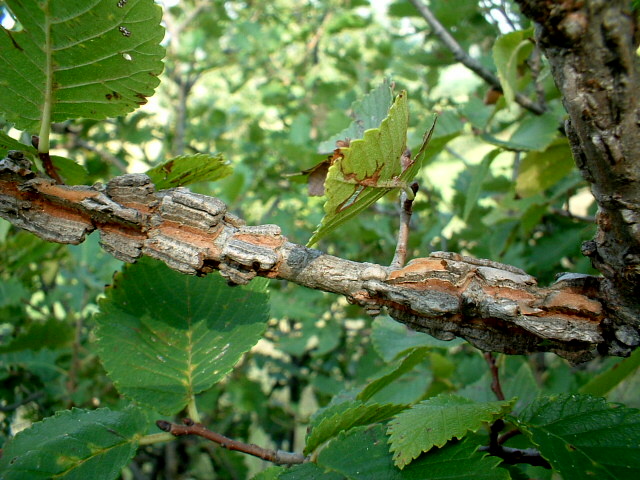 Ulmus minor / Olmo comune o campestre